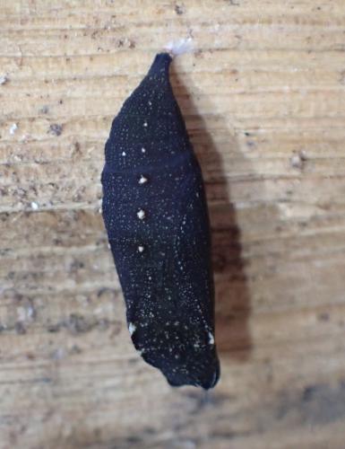 Lasiommata sp.